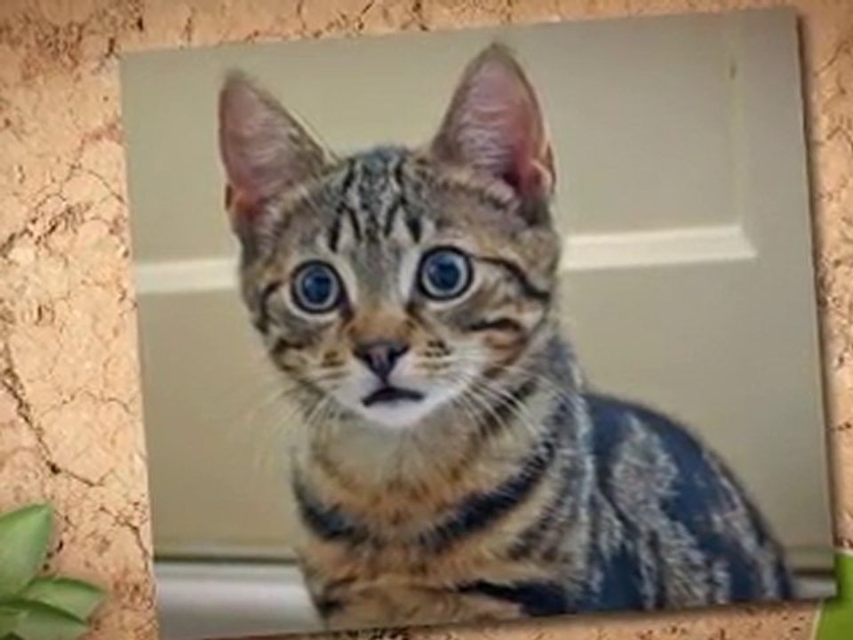 Manassas Dog Walker , Manassas Pet Sitter