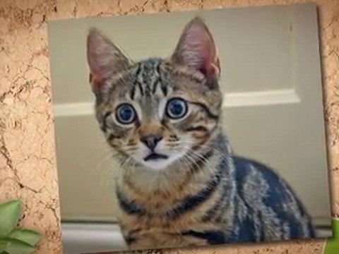 Manassas Dog Walker , Manassas Pet Sitter