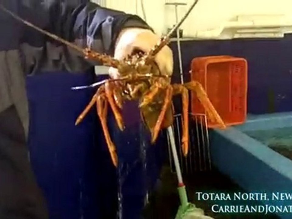 New Zealand Crayfish at Whangaroa Harbor
