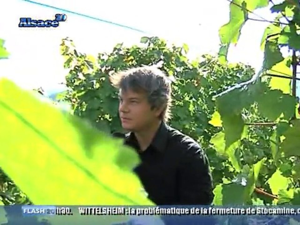 Le crémant ouvre le bal des vendanges ! (Alsace)