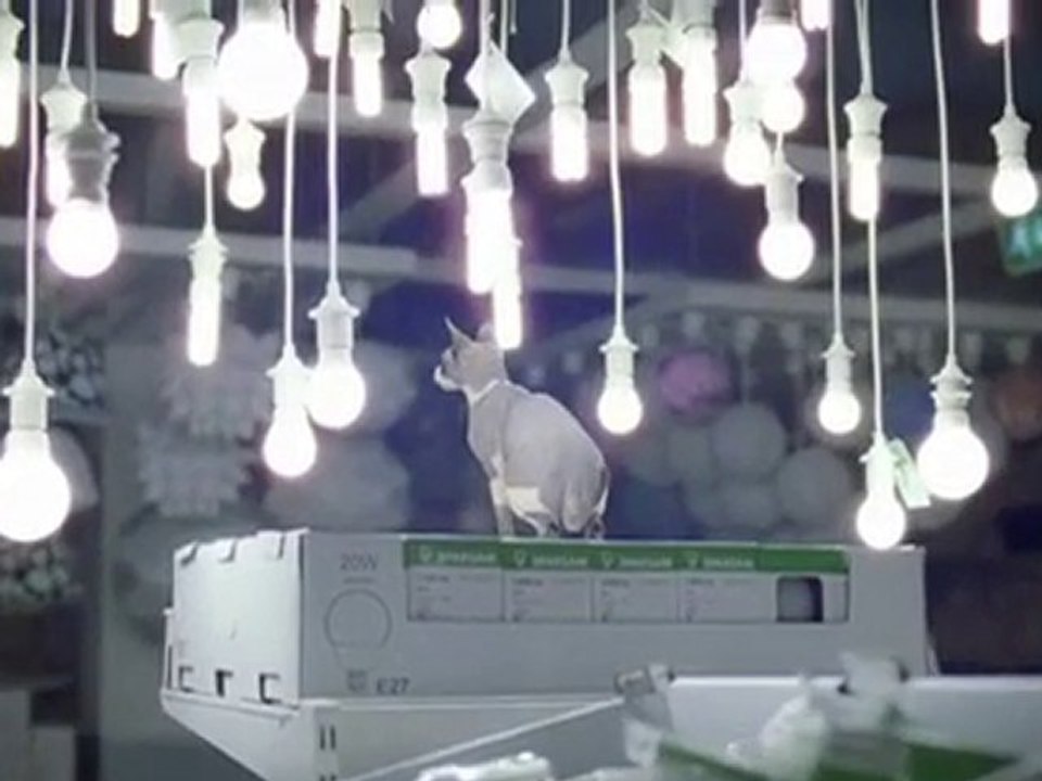 Des chats chez IKEA