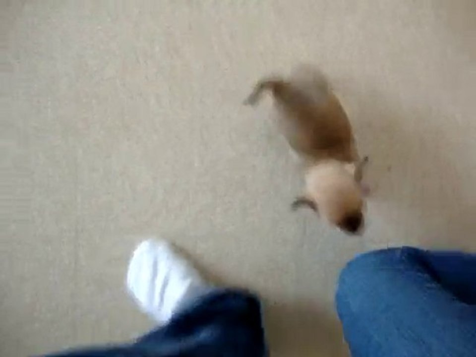 CHIHUAHUA 6 SEMAINES
