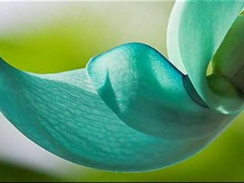 A. Vivaldi Amsterdam concerto for violin, strings