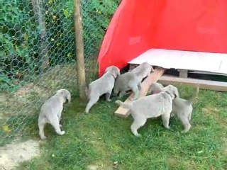 LES CHIOTS BRAQUE DE WEIMAR POIL LONG : 6ème semaine