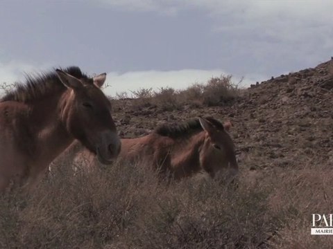 Nuit Blanche : La ligne du dessus rue Saint-Louis en l'Île