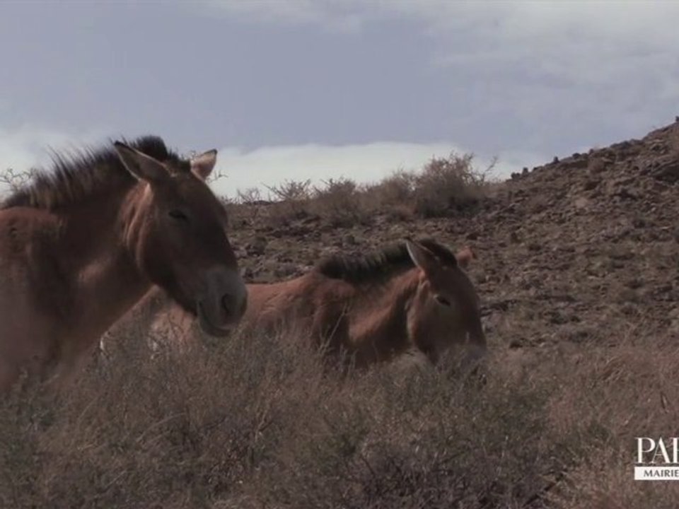Nuit Blanche : "La ligne du dessus" rue Saint-Louis en l'Île