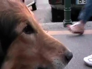 Meeting Grade 3 - Collie & Cat Part Three Spept.2010