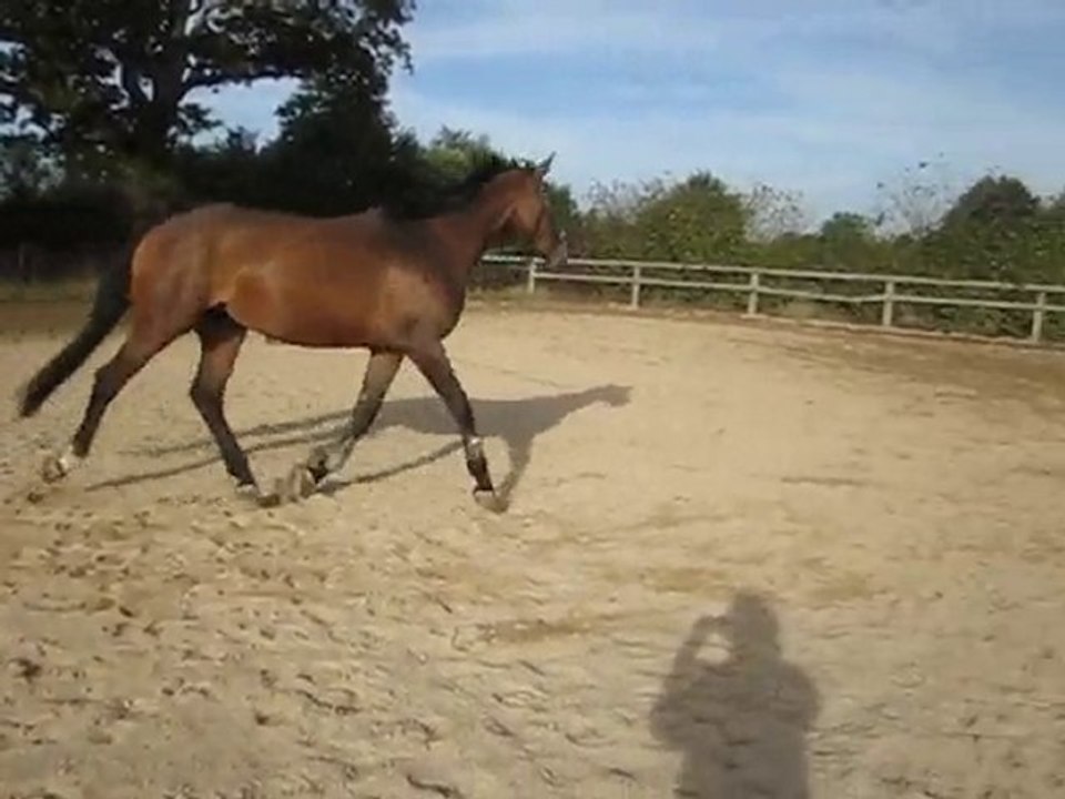 winnie 014 jument KWPN