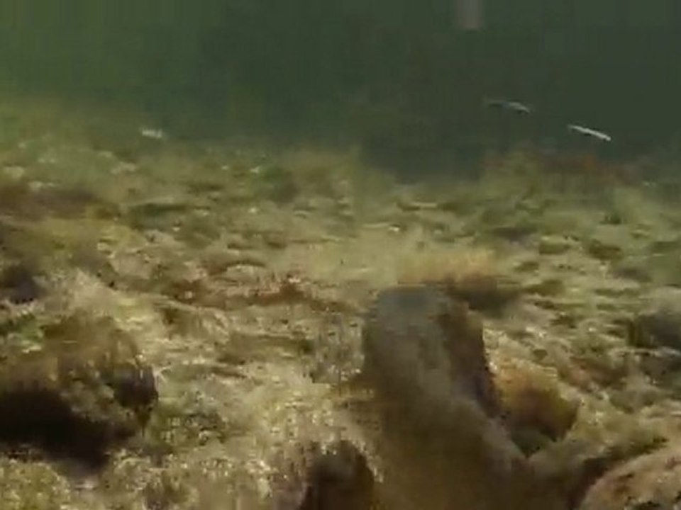 Ombre en nymphe et sèche à vue