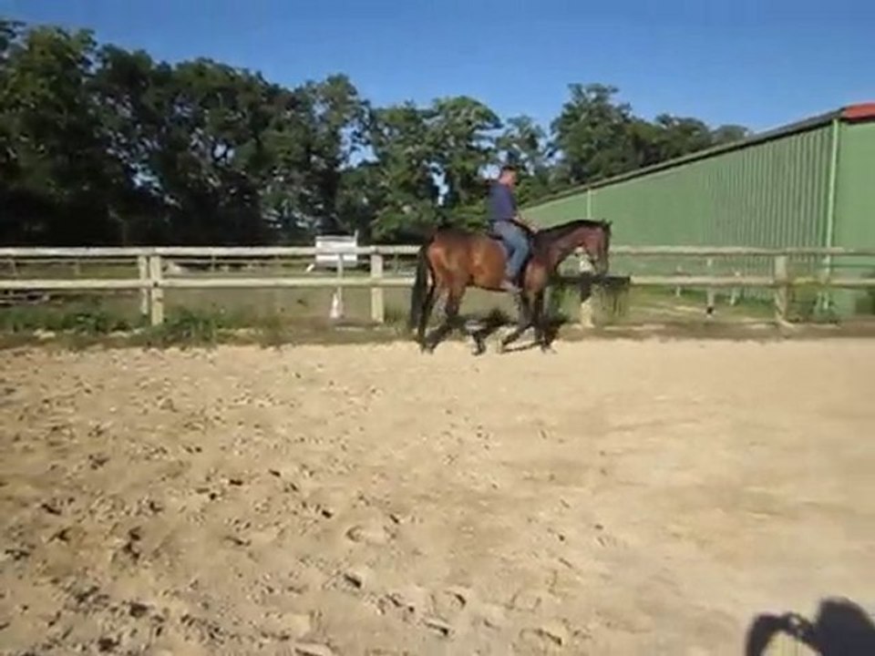 Winnie  002 jument KWPN