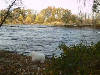 Désiré le bichon frisé
