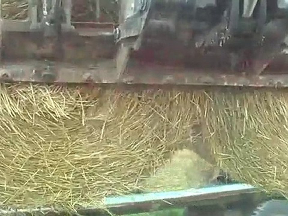 Remplissage charriot de paille , 23 ballots