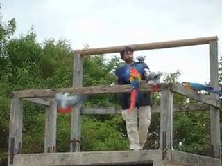 Vol libre de perroquets au rocher aux aigles