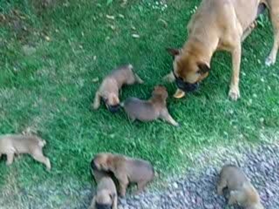 chiots rlee 18 juillet