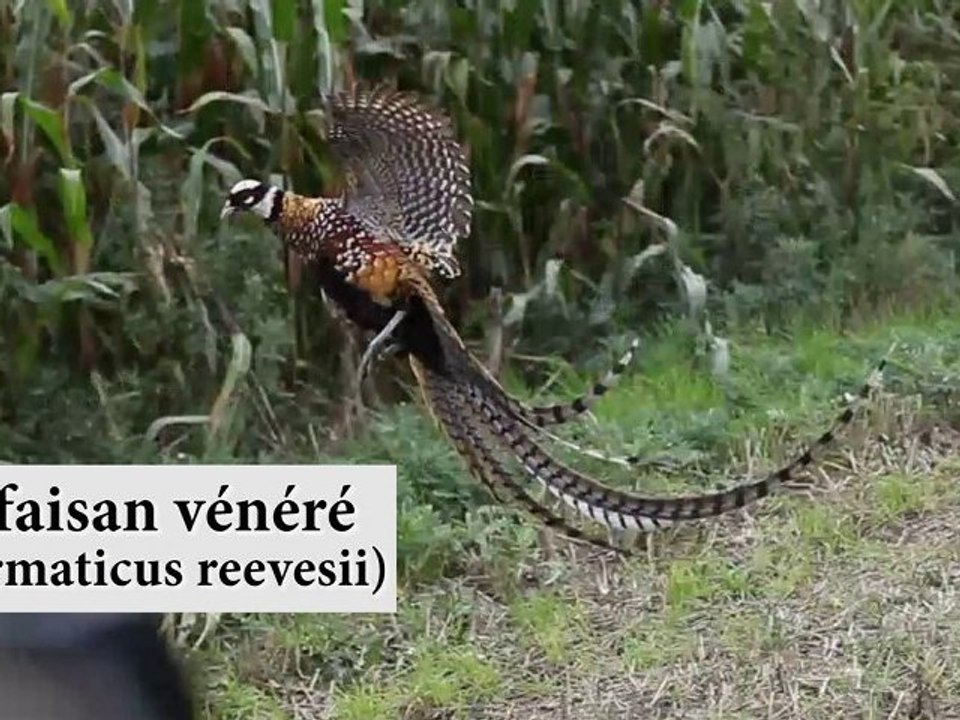La Longueville : Rencontre avec un faisan