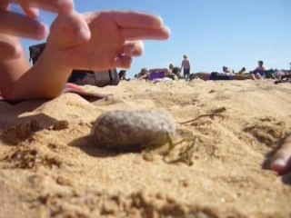 Avez-vous déjà vu ? Une plante qui supporte un caillou