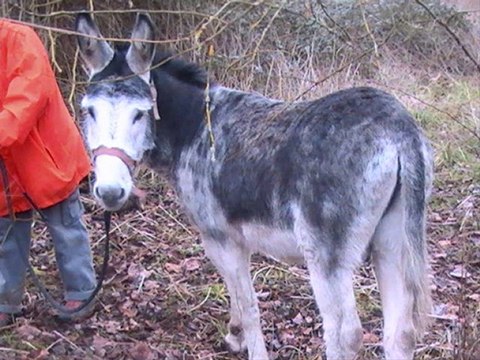Petites images avec l'âne Valentin