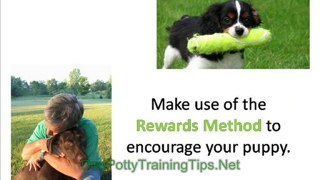 Dog Potty Training - Train Your Dog to Use the Toilet