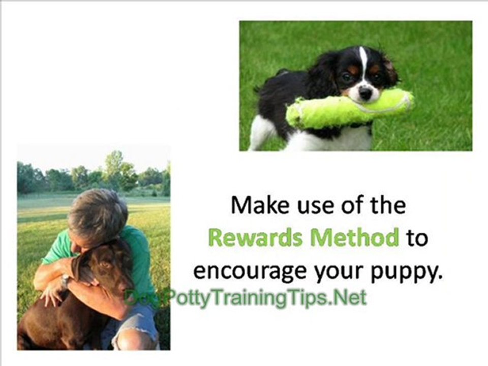 Dog Potty Training - Train Your Dog to Use the Toilet