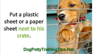 Dog Potty Training - What if Your Dog Needs to Go at Night