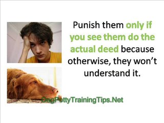 Dog Potty Training - What to do if Your Dog Goes Inside the