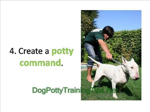 Dog Potty Training Problems and How to Overcome them