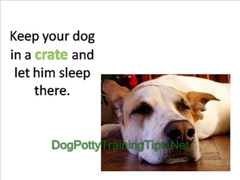 Older Dog Potty Training - How to Potty Train an Older Dog