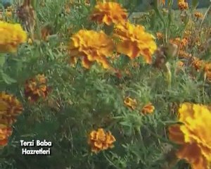 Terzi baba hazretleri