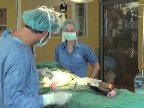 Vet Erskineville Sydney Animal Hospital NSW