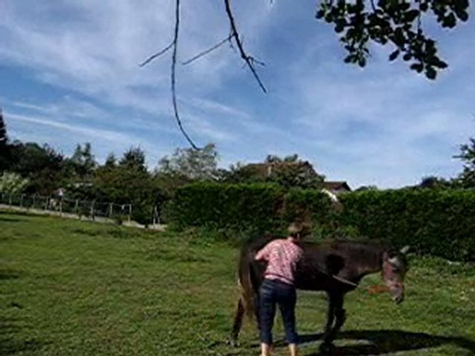 tournicoti