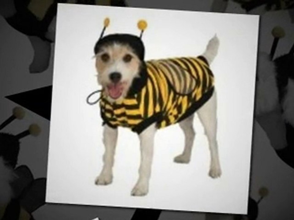Costumes for your Pooch