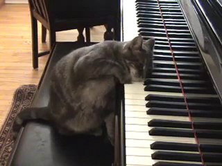 Chat qui joue au piano [Buzz Cat]