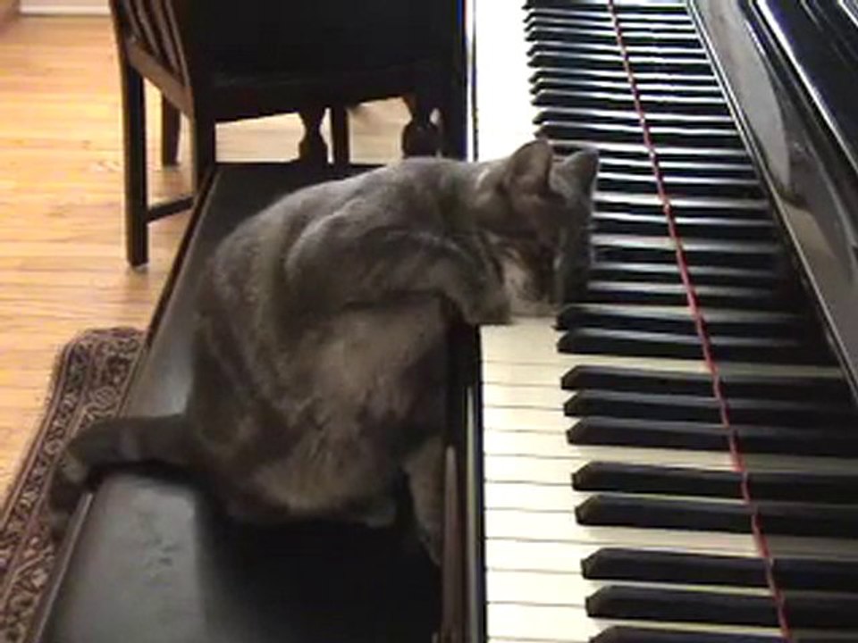 Chat qui joue au piano [Buzz Cat]