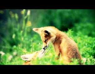Güney Çelik - Kürk Mantolu Hanımefendi