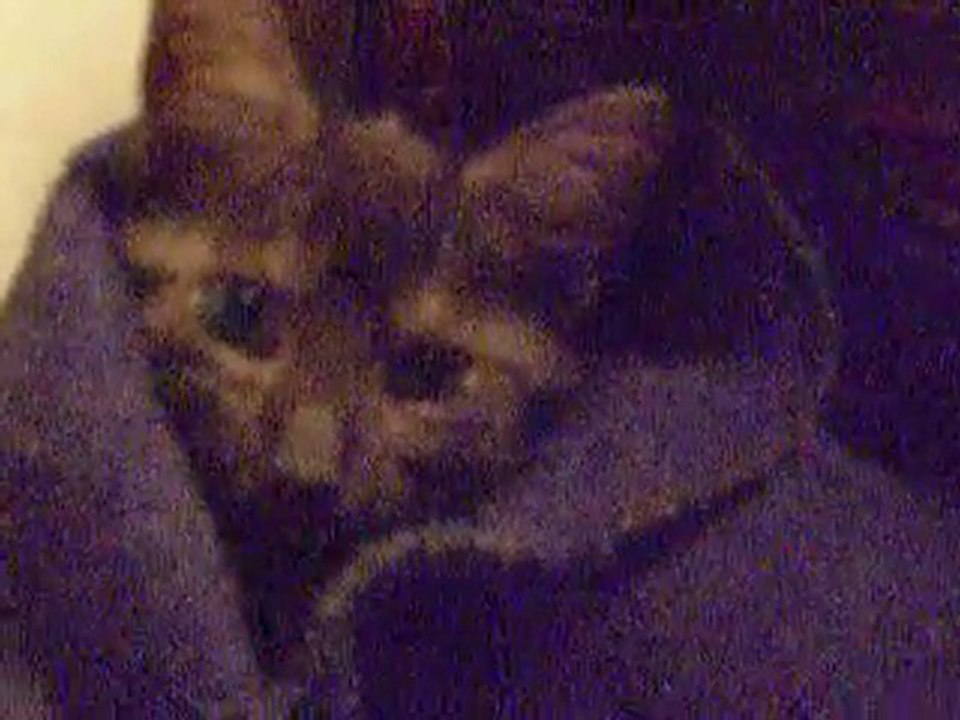 15 septembre 2010 titite se met au lit nikon 078