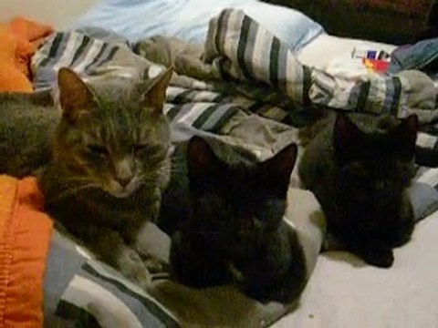 15 septembre 2010 minouche et 2 titiis nikon 084