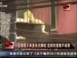 Pitone albino getta nel panico quartiere cinese