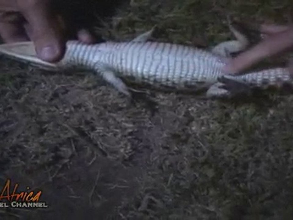 How to Hypnotize a Crocodile