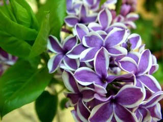 Libro de Oro de Saint Germain - by Flory