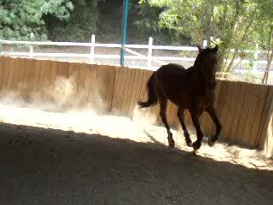 Dadou dans le rond de longe