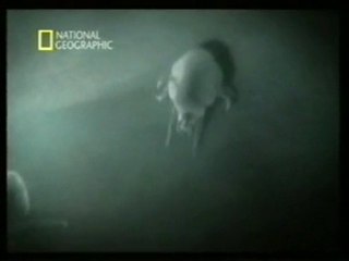 Trips: Vida sexual de los acaros