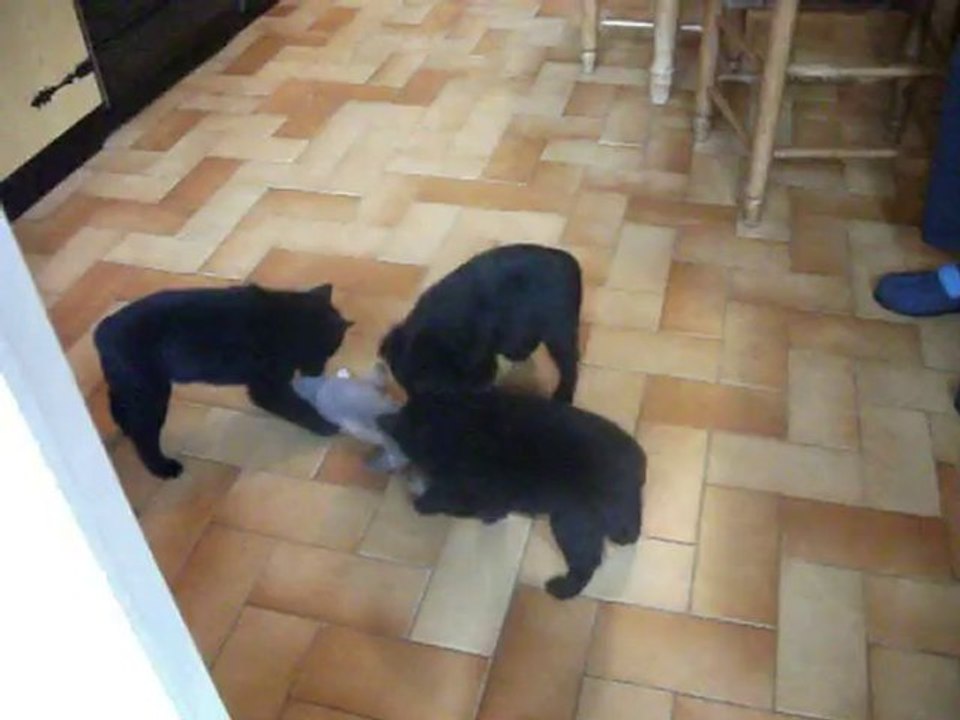 Les tois  filles de TIERSEN ET AVEL