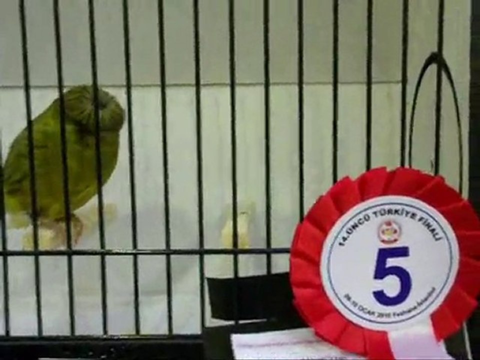 2009-2010 TÜRKiYE FiNAL | DÜZ RENK TEPELİLER