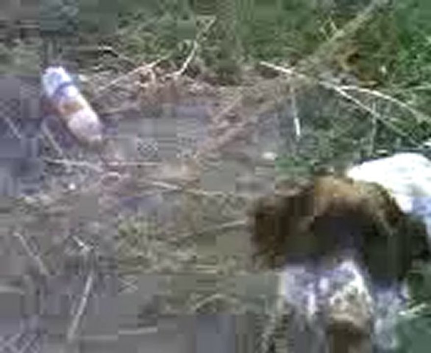 setter naz bıldırcın aport 1 erol sarı