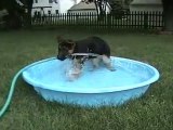 Un cucciolo e la sua prima esperienza con l'acqua