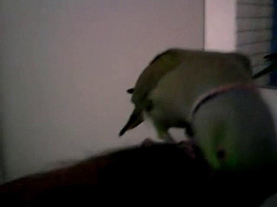 weed ma perruche a collier