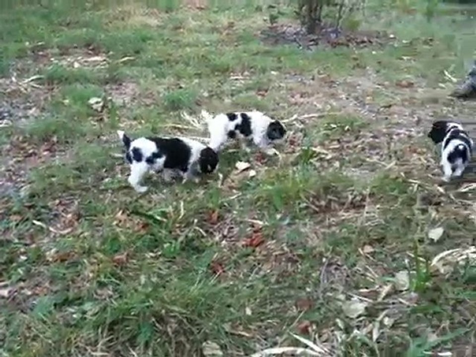 Springer Spaniel - élevage des deux cyprès - 16 Sept 2010