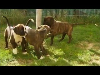 Jeux BB Djenga 40jours & Dalton