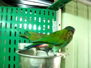 couple de pionus senilis(des petits perroquets)