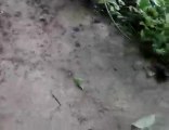 spirale-fourmis